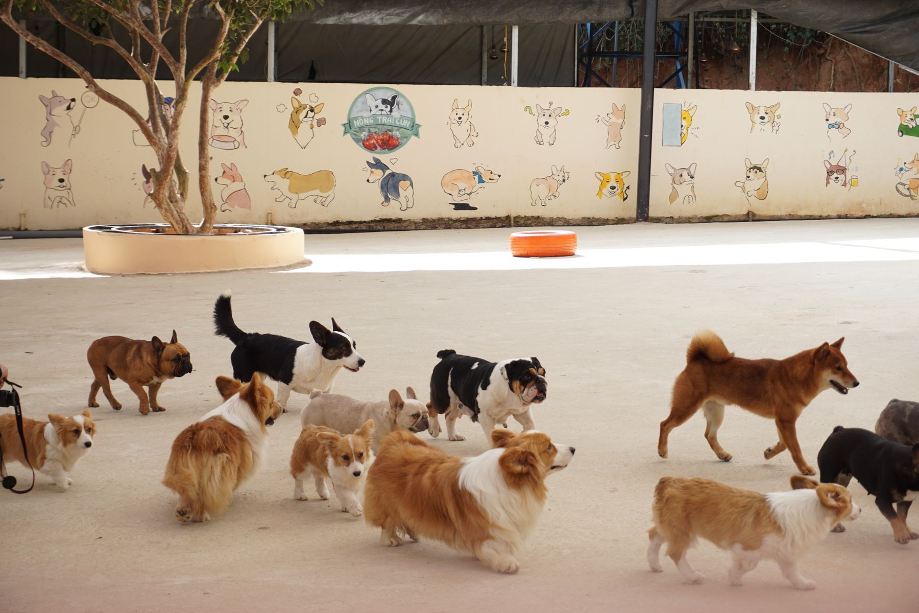 Een groep honden speelt op de binnenplaats van een hondenhotel