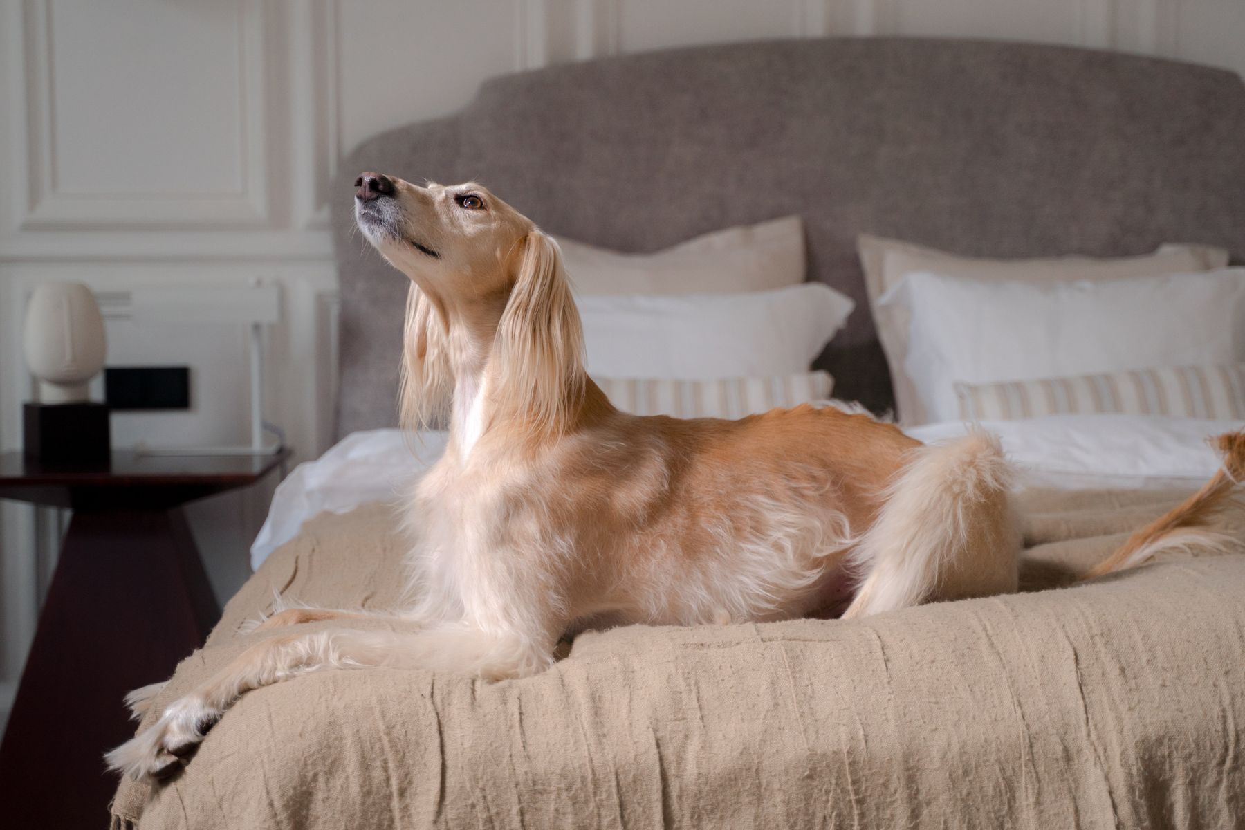 Een hond ligt uitgestrekt op een bed