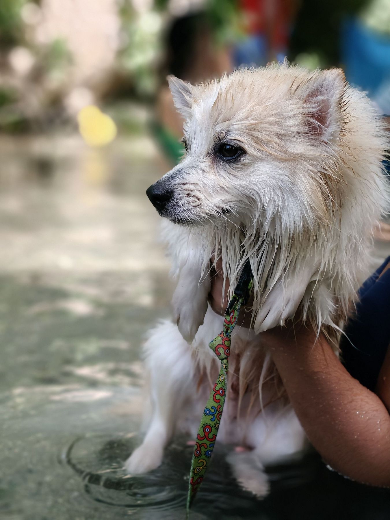 Een witte spitz wordt gewassen