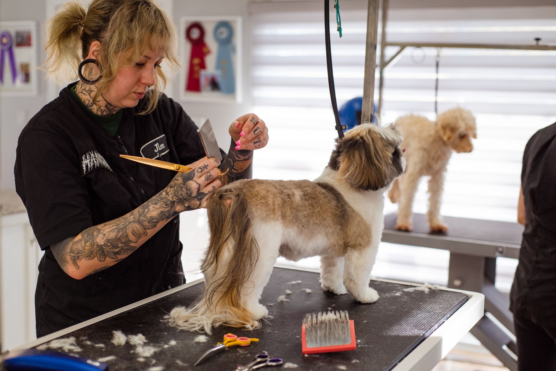 Een trimster borstelt een shih tzu op de trimtafel