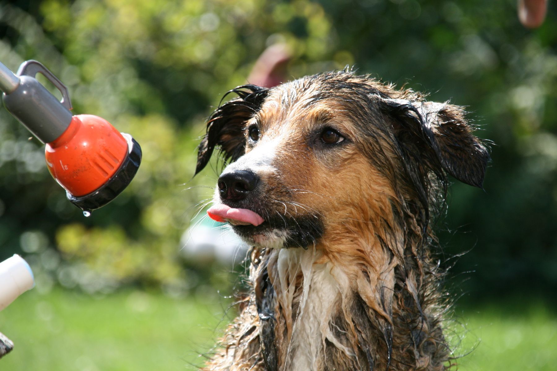 Een natte hond wordt buiten afgespoeld